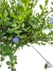 Ceanothus Impressus vrece kvet " Victoria " štandardná Náhľad obrázku produktu 2