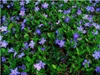 Stauden Gänge 100 x Vinca minor 'Blau' - Blaues Kleines / Produktbild-Vorschau 5