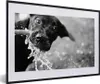 MuchoWow® Gerahmtes Poster Trinkender schwarzer Labrador - Produktbild-Vorschau 1
