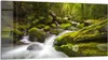 DEQORI Glasbild Echtglas 100x50 cm 'Sattgrüne Waldkulisse' Produktbild-Vorschau 1