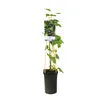A potted black currant plant with a label and stakes. Anteprima dell’immagine prodotto