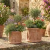 Teramico "Cilindro Cipressi" Blumentopf Terracotta Produktbild-Vorschau 6