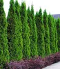 BALDUR Garten Lebensbaum-Hecke 'Smaragd', 20 Pflanzen Thuja Produktbild-Vorschau 1