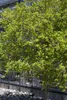 Poncirus trifoliata, Bitterorange, 60–80 cm Produktbild-Vorschau 4
