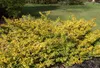 Stauden Gänge 1 x Ilex crenata 'Golden Gem' Kugel 30 - 40 Produktbild-Vorschau 4