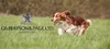 GILPA Kennel - trockenfutter für Hunde - 15kg Produktbild-Vorschau 2