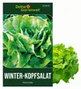 Winter-Kopfsalat Maiwunder Samen - Lactuca sativa - Produktbild-Vorschau 1