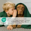 A young boy whispers a secret to a dog, both covered by a green blanket. Náhľad obrázku produktu