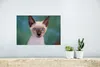 MuchoWow® Poster Nahaufnahme einer Siamkatze 30x20 cm - Produktbild-Vorschau 5