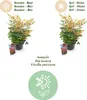 Green boutiQ - Plante de jardin - Nandina Gulfstream - Voir les images du produit 4