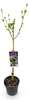 GreenboutiQ - Gartenpflanze - Hibiscus syriacus Lavendor Produktbild-Vorschau 2