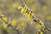 Hamamelis intermedia 'Arnold Promise', Zaubernuss, gelb, Produktbild-Vorschau 5