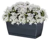 COUBI DUPP400 Blumentopf mit Untersetzer | Graphit Produktbild-Vorschau 4