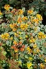 Sedum kamtschaticum, Fetthenne, gelb, ca. 9x9 cm Topf Produktbild-Vorschau 7