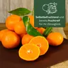 Meine Orangerie Clementinenbaum Mezzo - süße Clementine - Produktbild-Vorschau 3