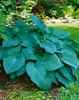 Hosta sieboldiana 'Blue Angel', Blaublatt-Funkie, ca. 13 cm Produktbild-Vorschau 3