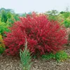 Cytisus scoparius 'Boskoop Ruby', Besenginster, rubinrot, Produktbild-Vorschau 2