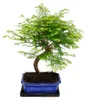 Venkovní bonsai Metasequoia glyptostroboides – sekvojice Náhled obrázku produktu 2