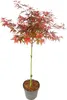 A potted Japanese Maple tree with red and green leaves against a white background. Podgląd zdjęcia produktu