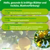 Purgrün -Zitronenbaum-Dünger 1 Liter, Produktbild-Vorschau 3
