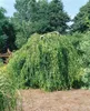 Betula pendula 'Youngii', Hängebirke, 40–60 cm Produktbild-Vorschau 3