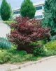 Acer palmatum 'Bloodgood', Japanischer Ahorn, tiefrot, Produktbild-Vorschau 14