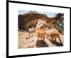 MuchoWow® MuchoWow® Gerahmtes Poster Quokkas in Australien Produktbild-Vorschau 1
