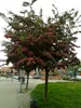 Crataegus laevigata ‘Paul’s Scarlet’ – Rotdorn Stämmchen Produktbild-Vorschau 2