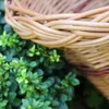Weidenkorb Einkaufskorb Pilzkorb Natural Wiede Korb Produktbild-Vorschau 9