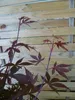 [Palmenlager] XL Fächerahorn Acer "Twombly's Red Sentinel" Produktbild-Vorschau 5