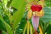 Set di 2 banani resistenti - Musa sikkimensis 'Red Tiger' - Anteprima dell’immagine prodotto 2