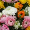 Renoncule - Set de 80 - Ranunculus - Bulbes à fleurs Voir les images du produit 5