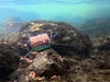 Delphin RiverSTIX Futterkorb mit Bleigewicht 100g Produktbild-Vorschau 7