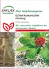 Artikelbild 1 von 'Ginseng' aus der Kategorie Exotische Samen Podgląd zdjęcia produktu