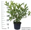 Knopfbusch (Cephalanthus occidentalis) - 40-60cm im 3 Liter Produktbild-Vorschau 4