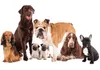 Vlies Fototapete - Animal portrait - dogs with a brown Produktbild-Vorschau 6