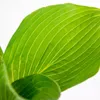 Bloomique - Zestaw 6 szt. - Hosta Sieboldiana Elegans - Podgląd zdjęcia produktu 3