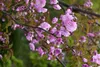 Prunus serrulata 'Kanzan', Japanische Blütenkirsche, rosa, Produktbild-Vorschau 10