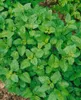 Melissa officinalis, Zitronenmelisse, aromatisch, ca. 11x11 Produktbild-Vorschau 13