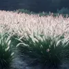 Stauden Gänge 1 x Pennisetum alopecuroides 'Foxtrot' im 1 Produktbild-Vorschau 6