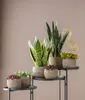 Dehner Bogenhanf Laurentii, Sansevieria trifasciata, Produktbild-Vorschau 6