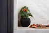 A black spherical planter with a tomato plant is on a countertop next to a charcuterie board with olives, grapes, and crackers. Produktbild-Vorschau