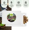 Mangold Samen (Rhubarb, 25 Korn) - Mangold Saatgut aus . Produktbild-Vorschau 4