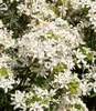 A close-up view of a flowering plant with many small white flowers and green leaves. Produktbild-Vorschau