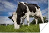 MuchoWow® Poster Kuh - Schwarz - Weiß - Lebensmittel Produktbild-Vorschau 2
