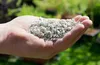A hand holding a pile of small, light-colored pebbles, with a blurred green background of plants and soil. Produktbild-Vorschau