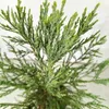 Sequoiadendron giganteum, Riesenmammutbaum, Höhe 60 cm – 2 Produktbild-Vorschau 3