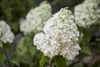 Rispenhortensie Polarbear 60-80 cm, im Topf - Hydrangea Produktbild-Vorschau 1