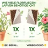 Power Florfliegenlarven gegen Blattläuse und Wollläuse – 2 Produktbild-Vorschau 4