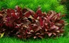 Aquarium Pflanze Alternanthera reineckii 'Mini' Tropica Produktbild-Vorschau 1